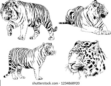 vector drawings sketches different predator , tigers  are drawn in ink by hand , objects with no background
