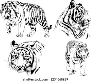 vector drawings sketches different predator , tigers  are drawn in ink by hand , objects with no background

