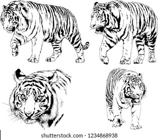 vector drawings sketches different predator , tigers  are drawn in ink by hand , objects with no background

