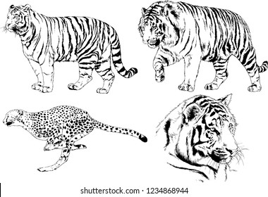 vector drawings sketches different predator , tigers  are drawn in ink by hand , objects with no background
