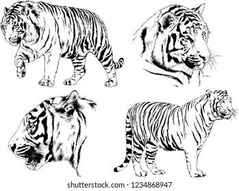 vector drawings sketches different predator , tigers  are drawn in ink by hand , objects with no background

