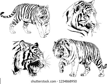 vector drawings sketches different predator , tigers  are drawn in ink by hand , objects with no background
