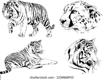 vector drawings sketches different predator , tigers  are drawn in ink by hand , objects with no background
