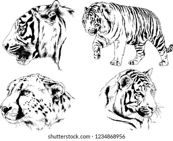 vector drawings sketches different predator , tigers  are drawn in ink by hand , objects with no background

