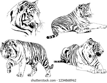 vector drawings sketches different predator , tigers  are drawn in ink by hand , objects with no background
