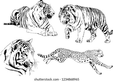 vector drawings sketches different predator , tigers  are drawn in ink by hand , objects with no background
