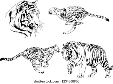 vector drawings sketches different predator , tigers  are drawn in ink by hand , objects with no background
