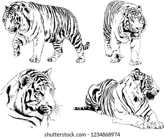 vector drawings sketches different predator , tigers  are drawn in ink by hand , objects with no background
