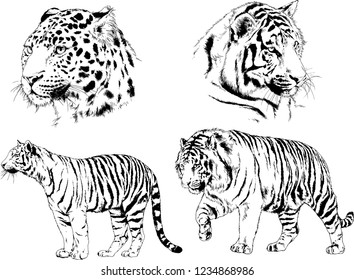vector drawings sketches different predator , tigers  are drawn in ink by hand , objects with no background
