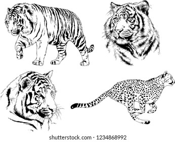 vector drawings sketches different predator , tigers  are drawn in ink by hand , objects with no background
