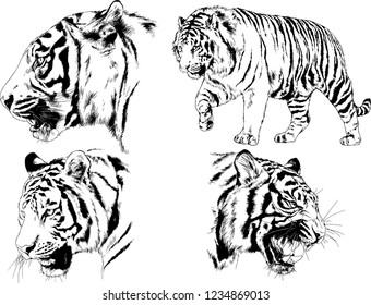 vector drawings sketches different predator , tigers  are drawn in ink by hand , objects with no background
