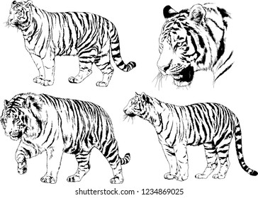vector drawings sketches different predator , tigers  are drawn in ink by hand , objects with no background
