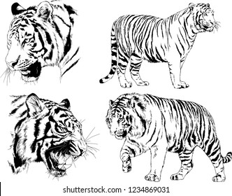 vector drawings sketches different predator , tigers  are drawn in ink by hand , objects with no background
