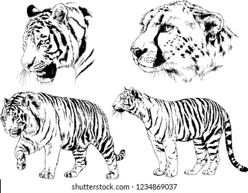 vector drawings sketches different predator , tigers  are drawn in ink by hand , objects with no background
