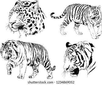 vector drawings sketches different predator , tigers  are drawn in ink by hand , objects with no background
