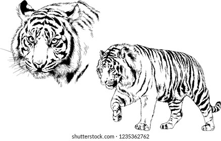 vector drawings sketches different predator , tigers lions cheetahs and leopards are drawn in ink by hand , objects with no background