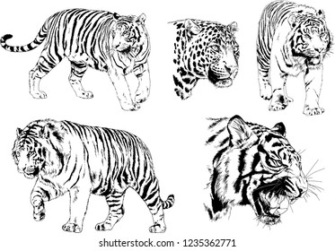 vector drawings sketches different predator , tigers lions cheetahs and leopards are drawn in ink by hand , objects with no background