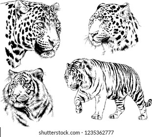 vector drawings sketches different predator , tigers lions cheetahs and leopards are drawn in ink by hand , objects with no background