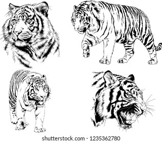 vector drawings sketches different predator , tigers lions cheetahs and leopards are drawn in ink by hand , objects with no background