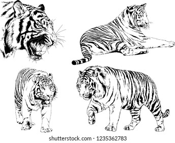 vector drawings sketches different predator , tigers lions cheetahs and leopards are drawn in ink by hand , objects with no background