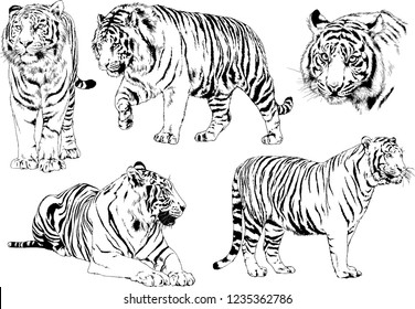 vector drawings sketches different predator , tigers lions cheetahs and leopards are drawn in ink by hand , objects with no background