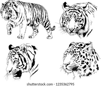 vector drawings sketches different predator , tigers lions cheetahs and leopards are drawn in ink by hand , objects with no background