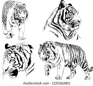 vector drawings sketches different predator , tigers lions cheetahs and leopards are drawn in ink by hand , objects with no background