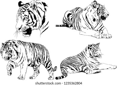 vector drawings sketches different predator , tigers lions cheetahs and leopards are drawn in ink by hand , objects with no background