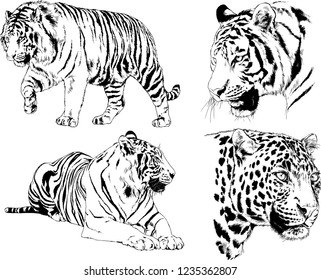 vector drawings sketches different predator , tigers lions cheetahs and leopards are drawn in ink by hand , objects with no background