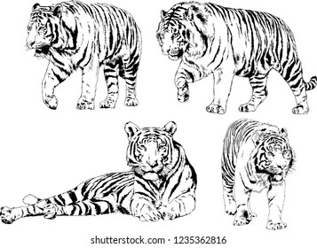 vector drawings sketches different predator , tigers lions cheetahs and leopards are drawn in ink by hand , objects with no background