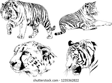 vector drawings sketches different predator , tigers lions cheetahs and leopards are drawn in ink by hand , objects with no background