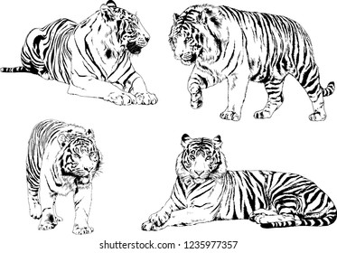 vector drawings sketches different predator , tigers lions cheetahs and leopards are drawn in ink by hand , objects with no background