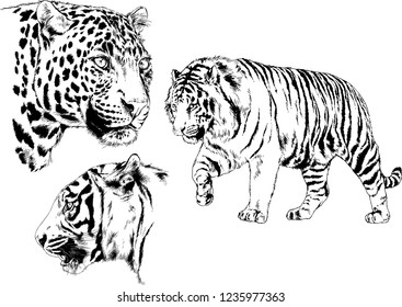 vector drawings sketches different predator , tigers lions cheetahs and leopards are drawn in ink by hand , objects with no background