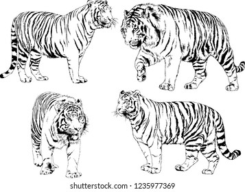 vector drawings sketches different predator , tigers lions cheetahs and leopards are drawn in ink by hand , objects with no background