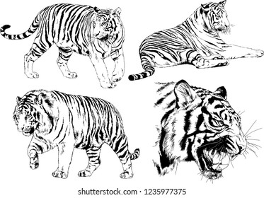 vector drawings sketches different predator , tigers lions cheetahs and leopards are drawn in ink by hand , objects with no background