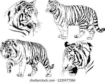 vector drawings sketches different predator , tigers lions cheetahs and leopards are drawn in ink by hand , objects with no background