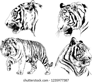 vector drawings sketches different predator , tigers lions cheetahs and leopards are drawn in ink by hand , objects with no background