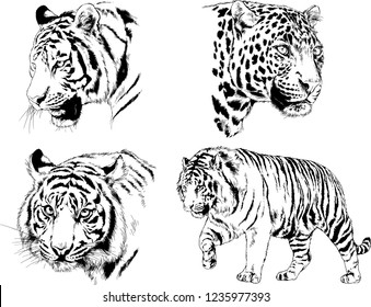 vector drawings sketches different predator , tigers lions cheetahs and leopards are drawn in ink by hand , objects with no background