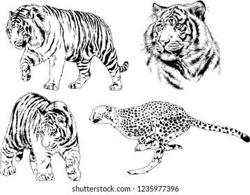 vector drawings sketches different predator , tigers lions cheetahs and leopards are drawn in ink by hand , objects with no background