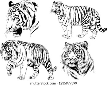 vector drawings sketches different predator , tigers lions cheetahs and leopards are drawn in ink by hand , objects with no background