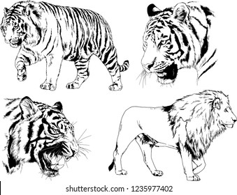 vector drawings sketches different predator , tigers lions cheetahs and leopards are drawn in ink by hand , objects with no background
