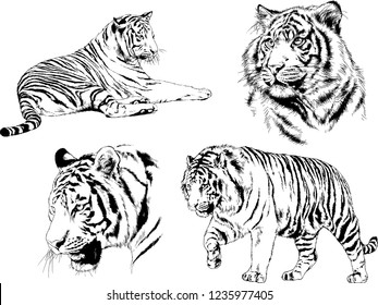 vector drawings sketches different predator , tigers lions cheetahs and leopards are drawn in ink by hand , objects with no background