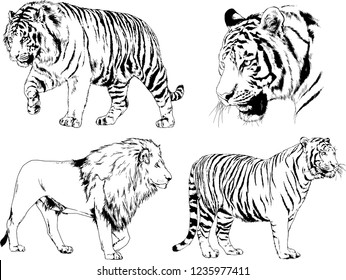 vector drawings sketches different predator , tigers lions cheetahs and leopards are drawn in ink by hand , objects with no background