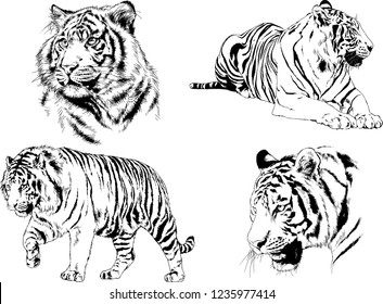 vector drawings sketches different predator , tigers lions cheetahs and leopards are drawn in ink by hand , objects with no background