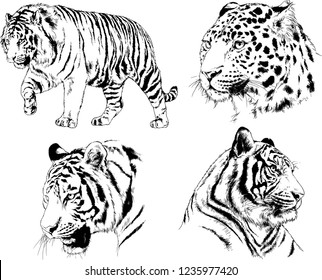 vector drawings sketches different predator , tigers lions cheetahs and leopards are drawn in ink by hand , objects with no background