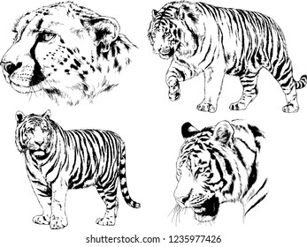 vector drawings sketches different predator , tigers lions cheetahs and leopards are drawn in ink by hand , objects with no background