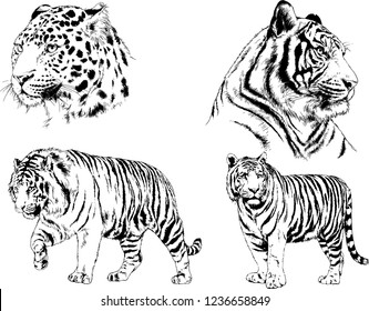 vector drawings sketches different predator , tigers lions cheetahs and leopards are drawn in ink by hand , objects with no background