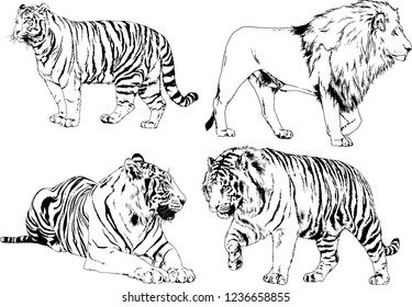 vector drawings sketches different predator , tigers lions cheetahs and leopards are drawn in ink by hand , objects with no background
