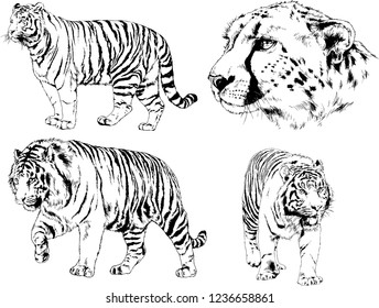 vector drawings sketches different predator , tigers lions cheetahs and leopards are drawn in ink by hand , objects with no background