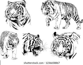 vector drawings sketches different predator , tigers lions cheetahs and leopards are drawn in ink by hand , objects with no background